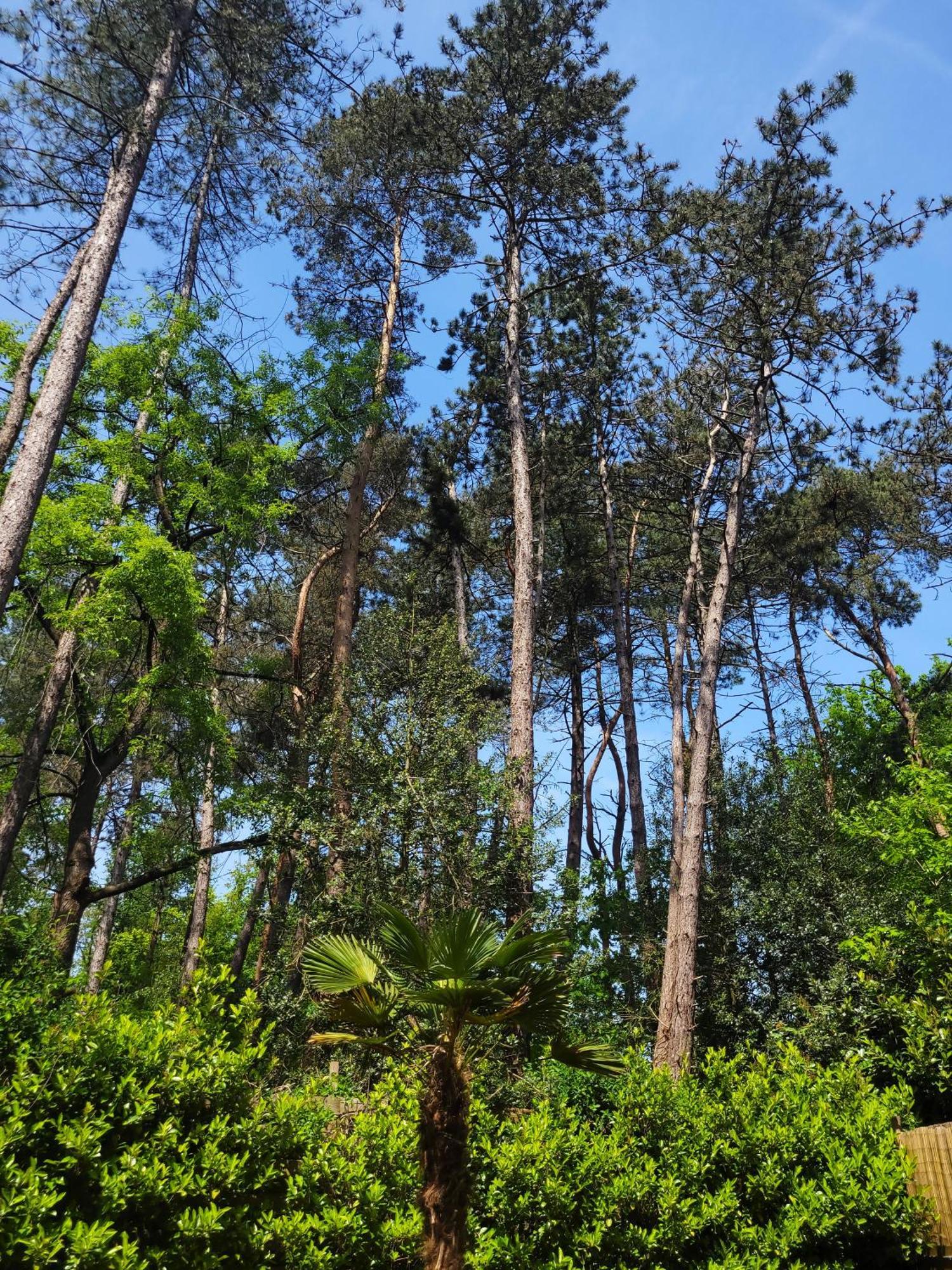 Secret Wellness Boszicht Villa โฮลเตน ภายนอก รูปภาพ